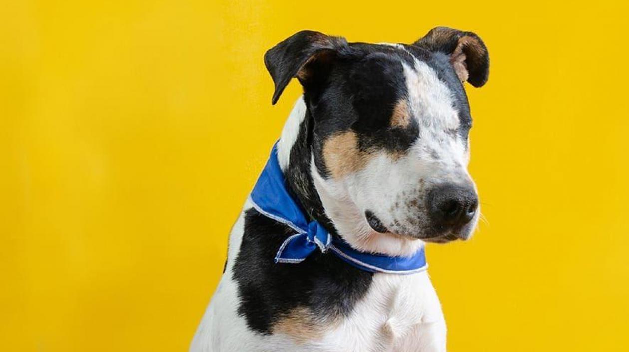 'Thor', el perrito atacado.