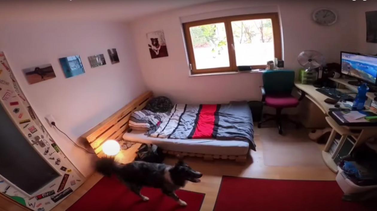 'Morty' se pasea por el cuarto de su dueño. 