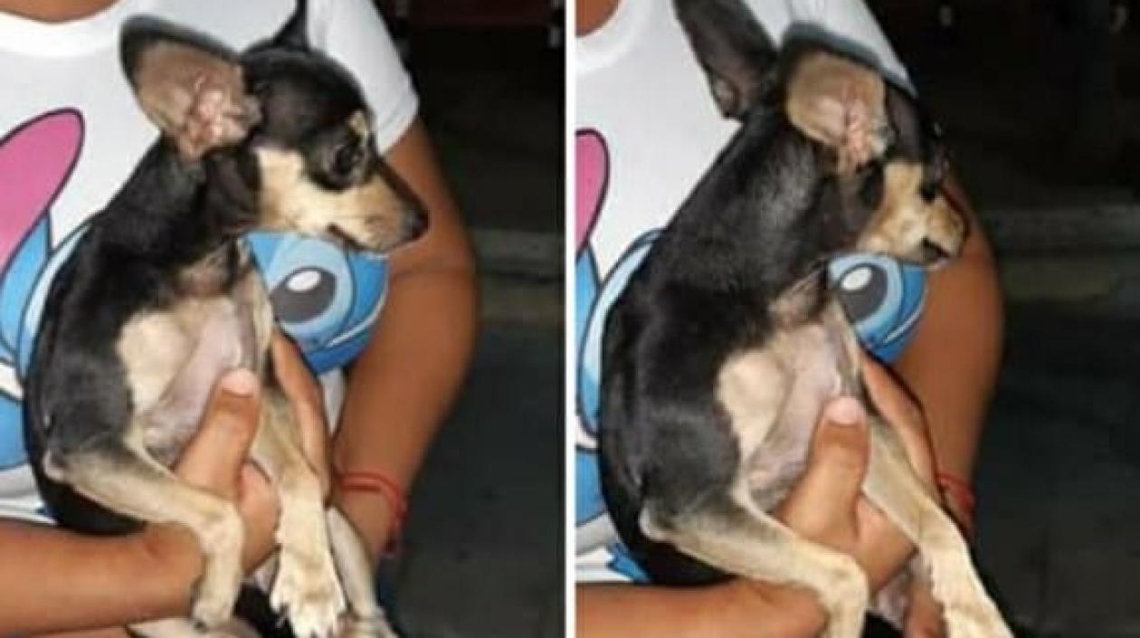 La perrita 'Mia'.
