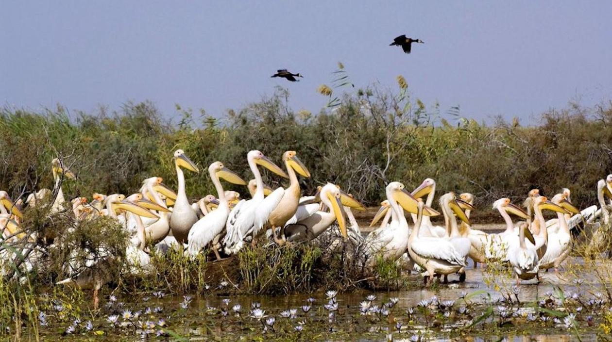 Parque Nacional de Aves de Djoudj.