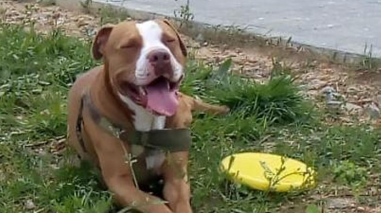 'Terry', el pitbull atacado.