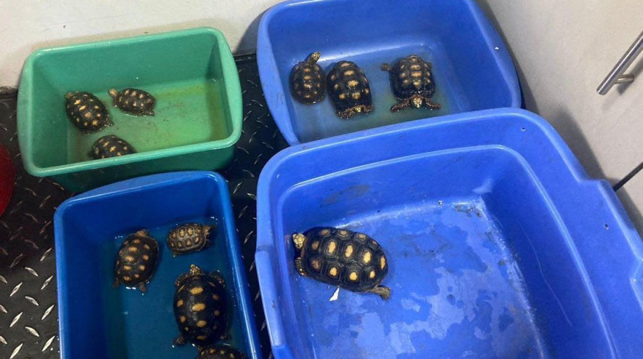 El procesado fue capturado en flagrancia con 11 tortugas morrocoy que, supuestamente, pretendía comercializar en Bogotá. 