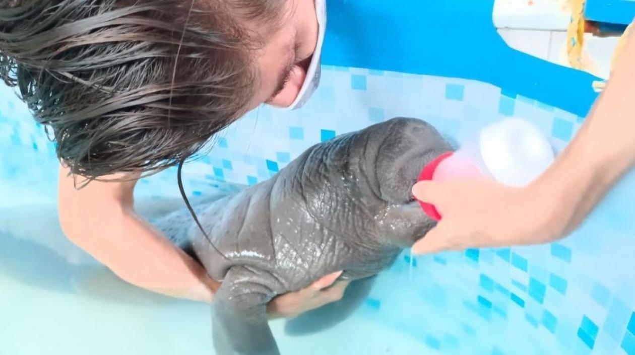 El manatí neonato rescatado en la Ciénaga Grande de Santa Marta. 