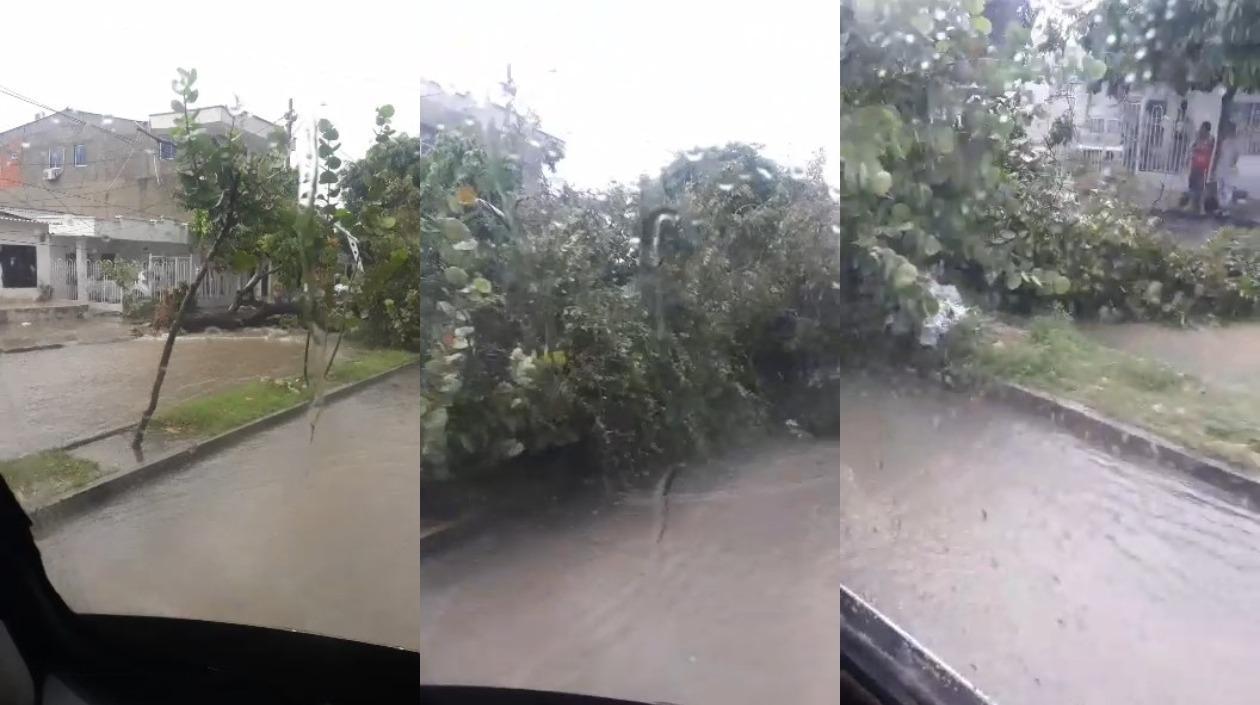 El árbol que cedió tras el aguacero de este sábado. 