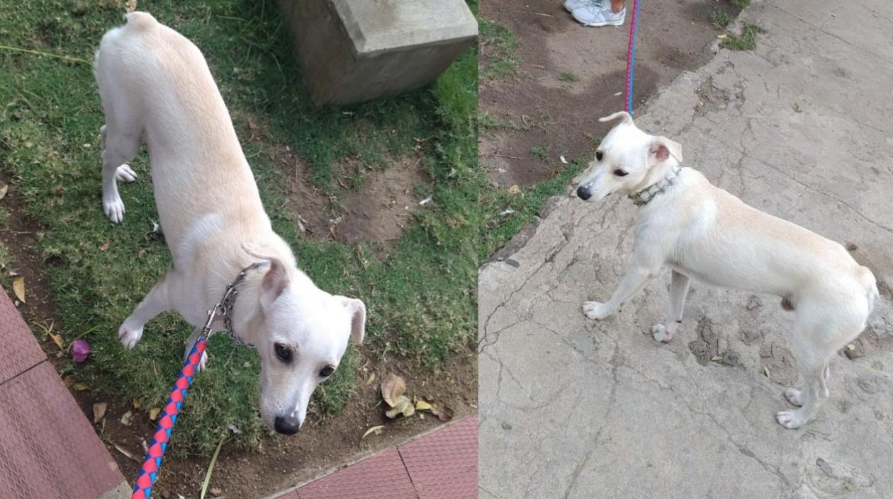 'Doggy' es el perrito que se encuentra perdido. 