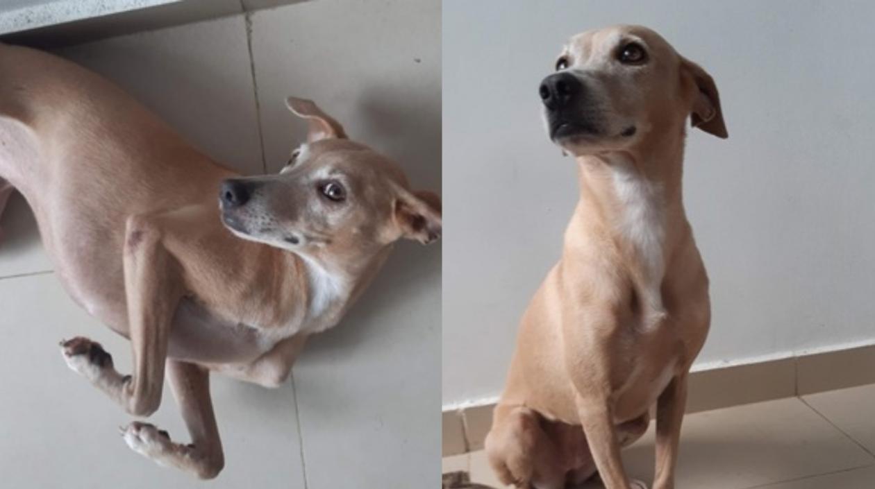 La perrita 'Vainilla'. 