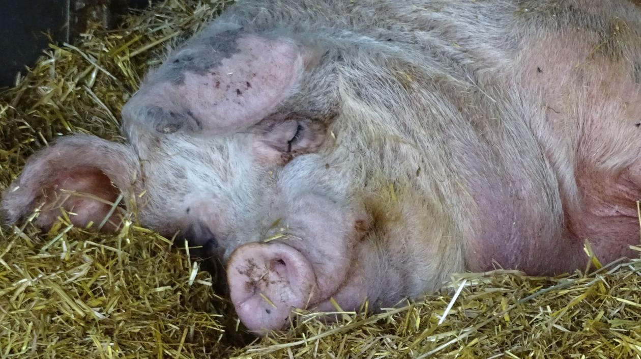 Los organismos acordaron trabajar de manera coordinada para reforzar las barreras sanitarias.