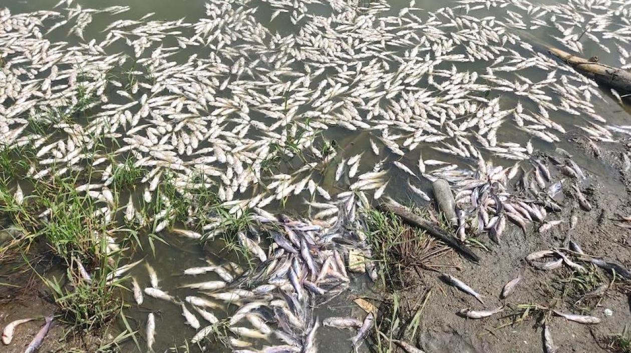 Registro de la mortandad dd peces.