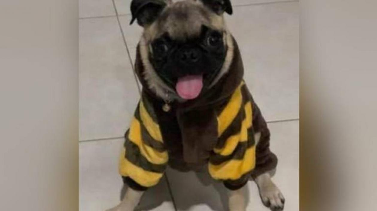 El perrito 'Julius'.