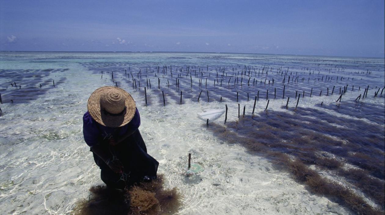 Doce países se comprometen con recursos para contribuir a la resiliencia climática.