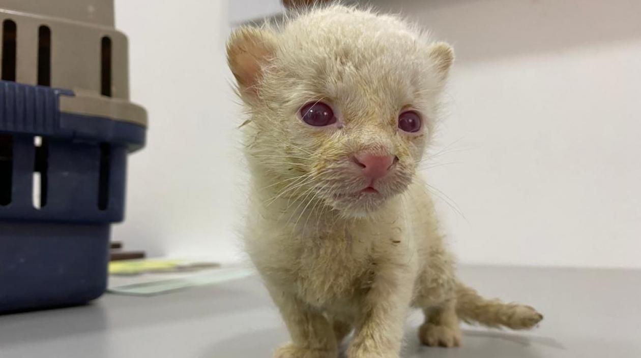 El felino fue rescatado en Amalfi, por las autoridades ambientales.