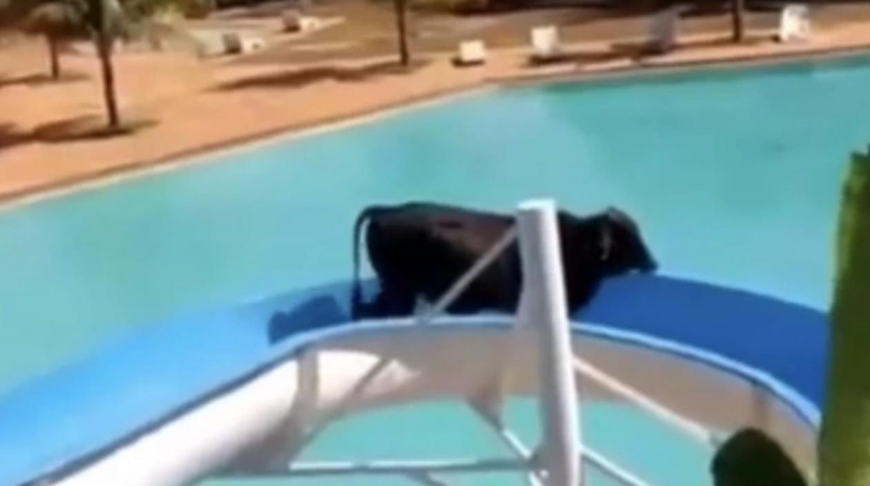 Vaca en el tobogán. 