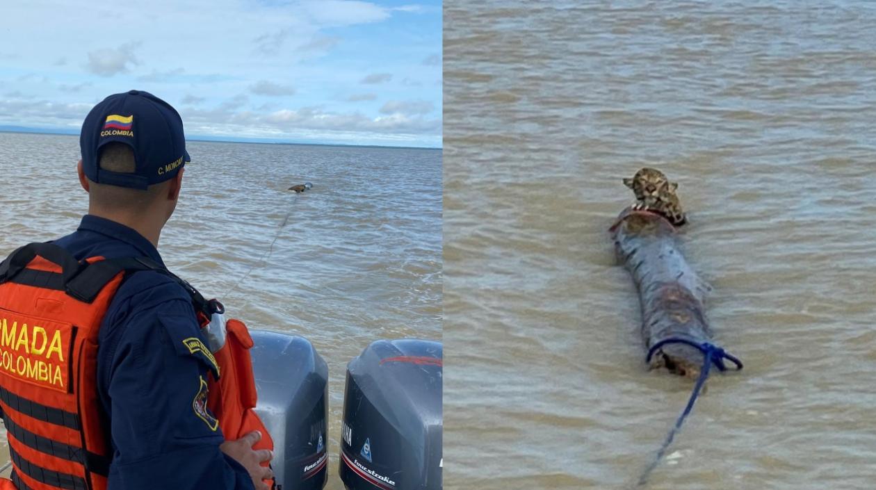 Jaguar rescatado por la Armada Nacional. 