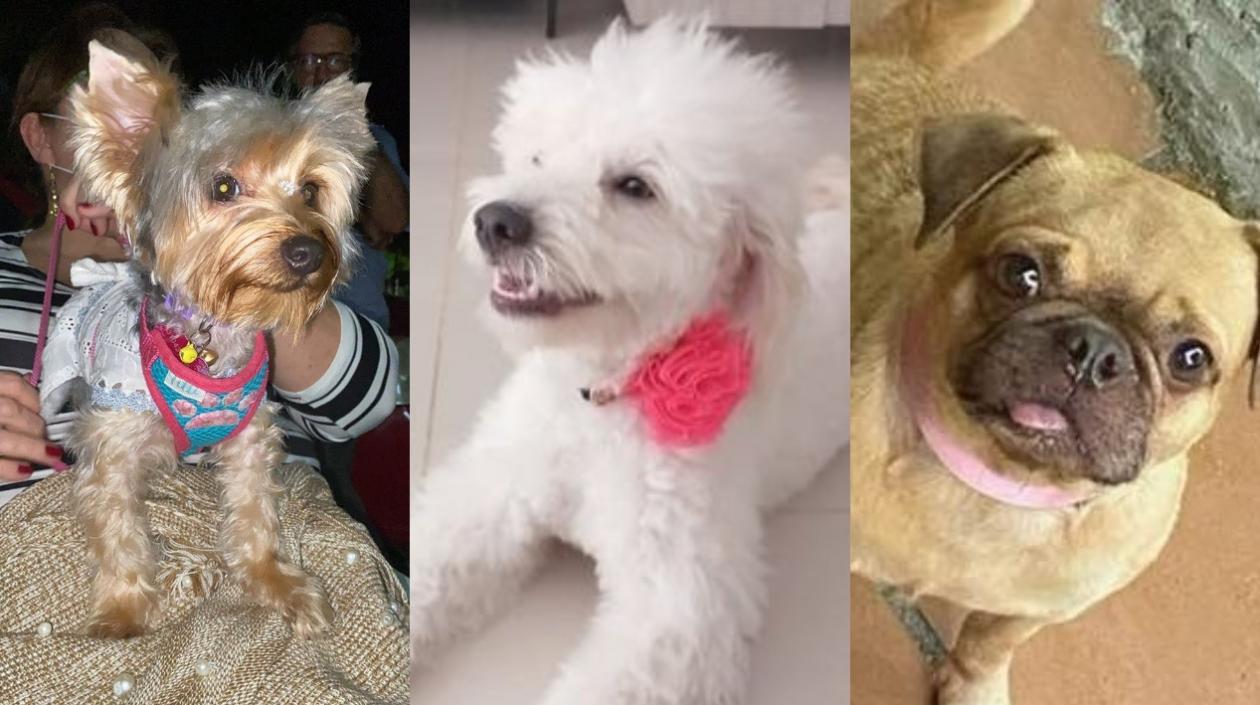 Mascotas perdidas en Barranquilla y Soledad.