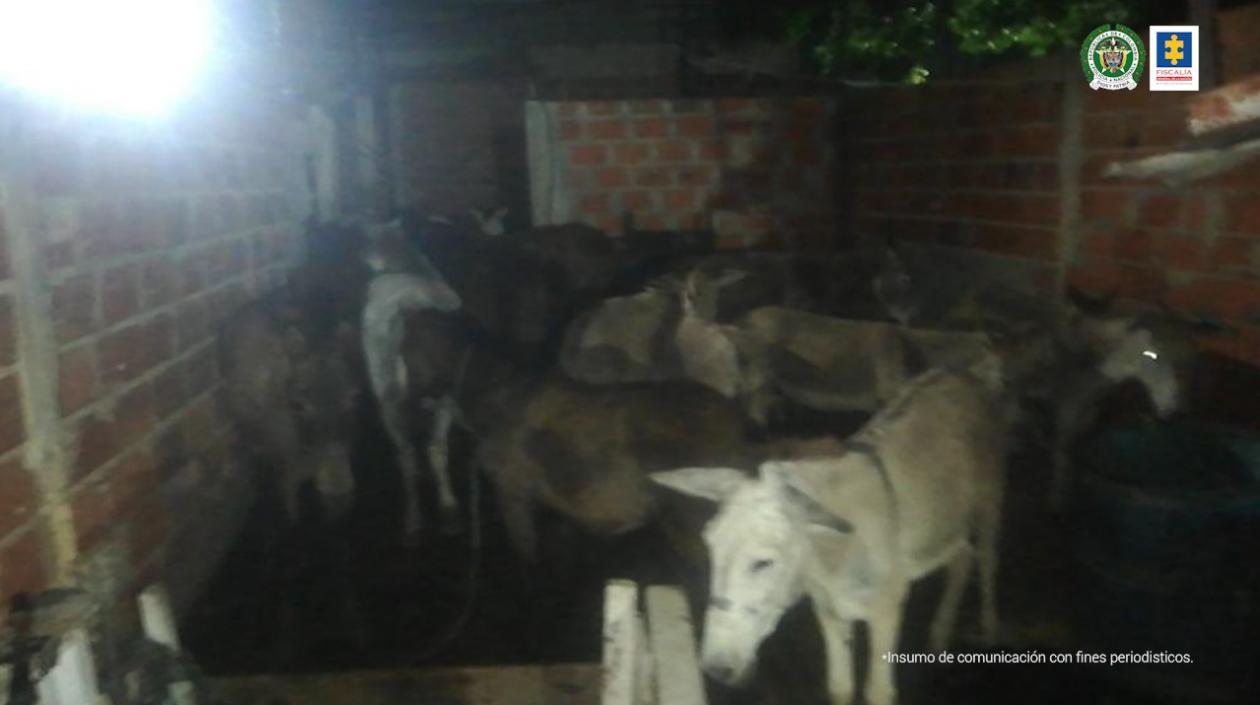 Burros y caballos hallados en una vivienda del barrio Rebolo. 