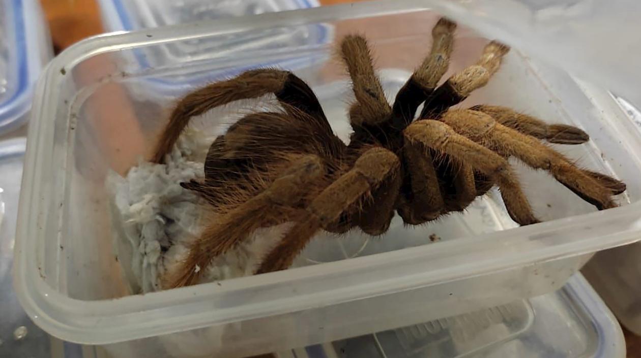 Una de las tarántulas.