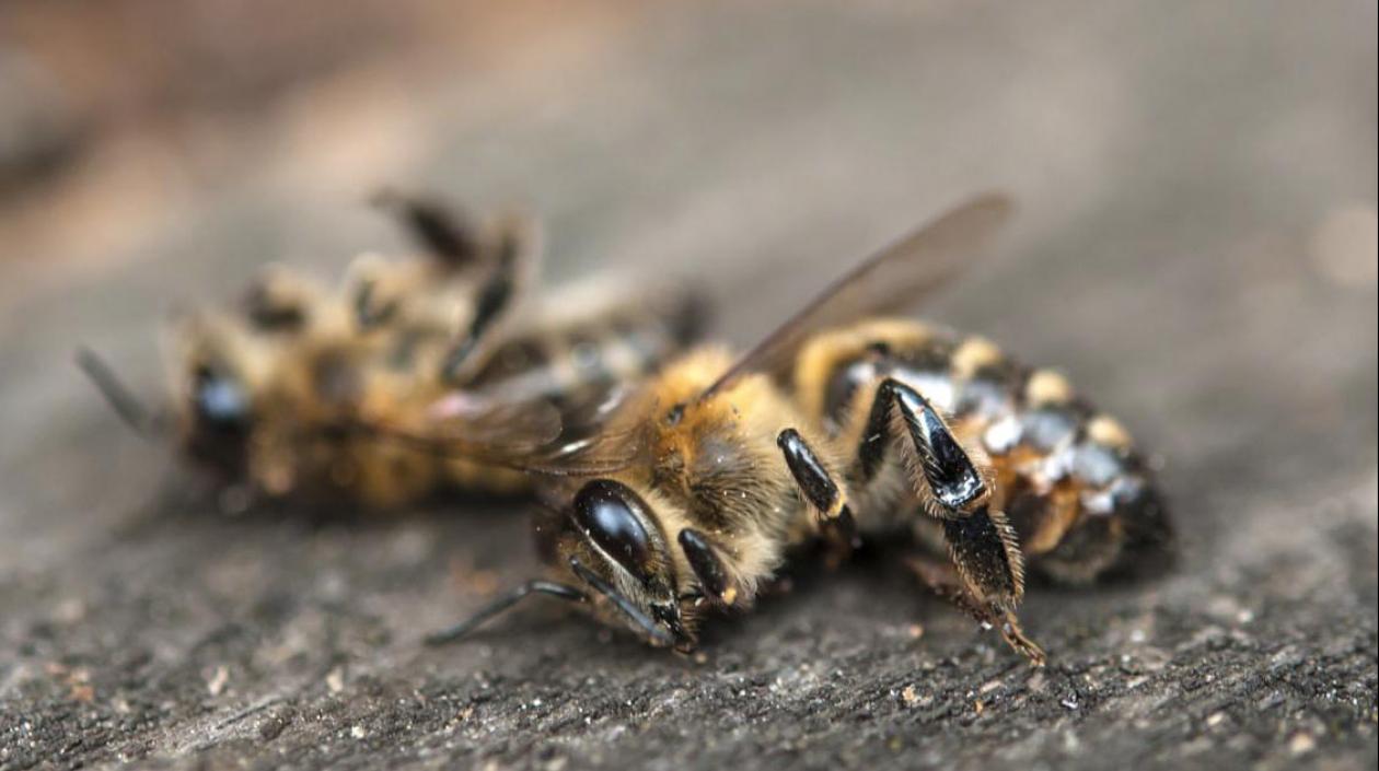 Abejas fallecidas. 