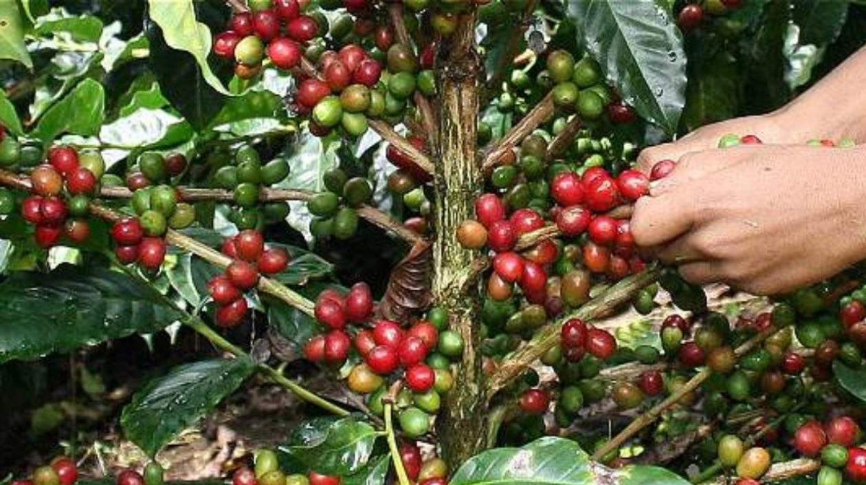 Las exportaciones de café se mantienen estables.