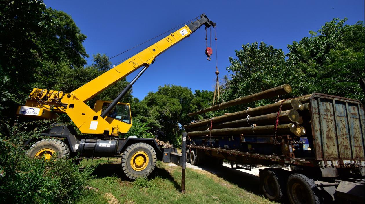 Descargue de pilotes para el Ecoparque Ciénaga de Mallorquín