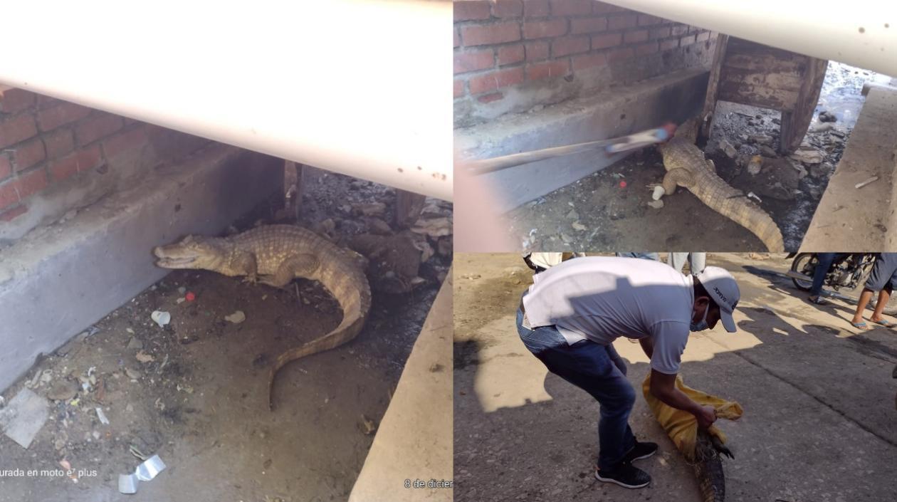 La babilla que fue encontrada en el mercado. 