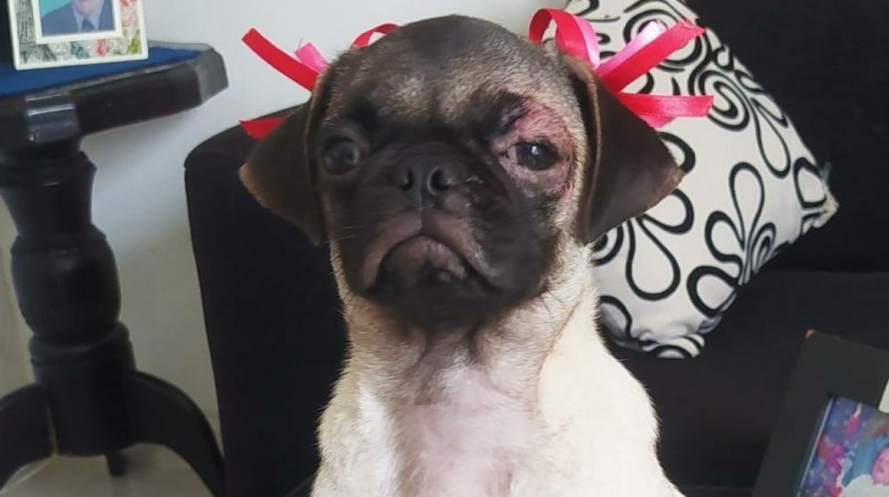 Molly