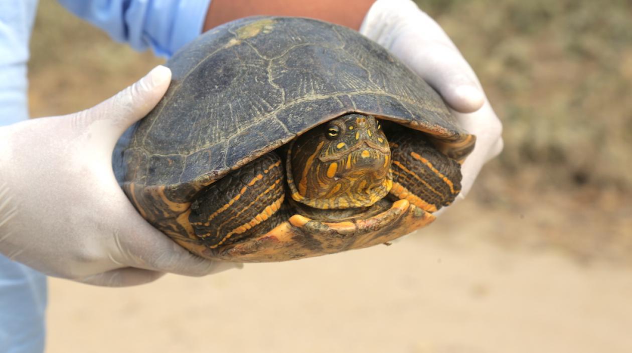 Una de las especies liberadas.