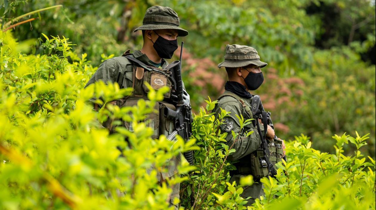 Trabajo de erradicación de cultivos de coca