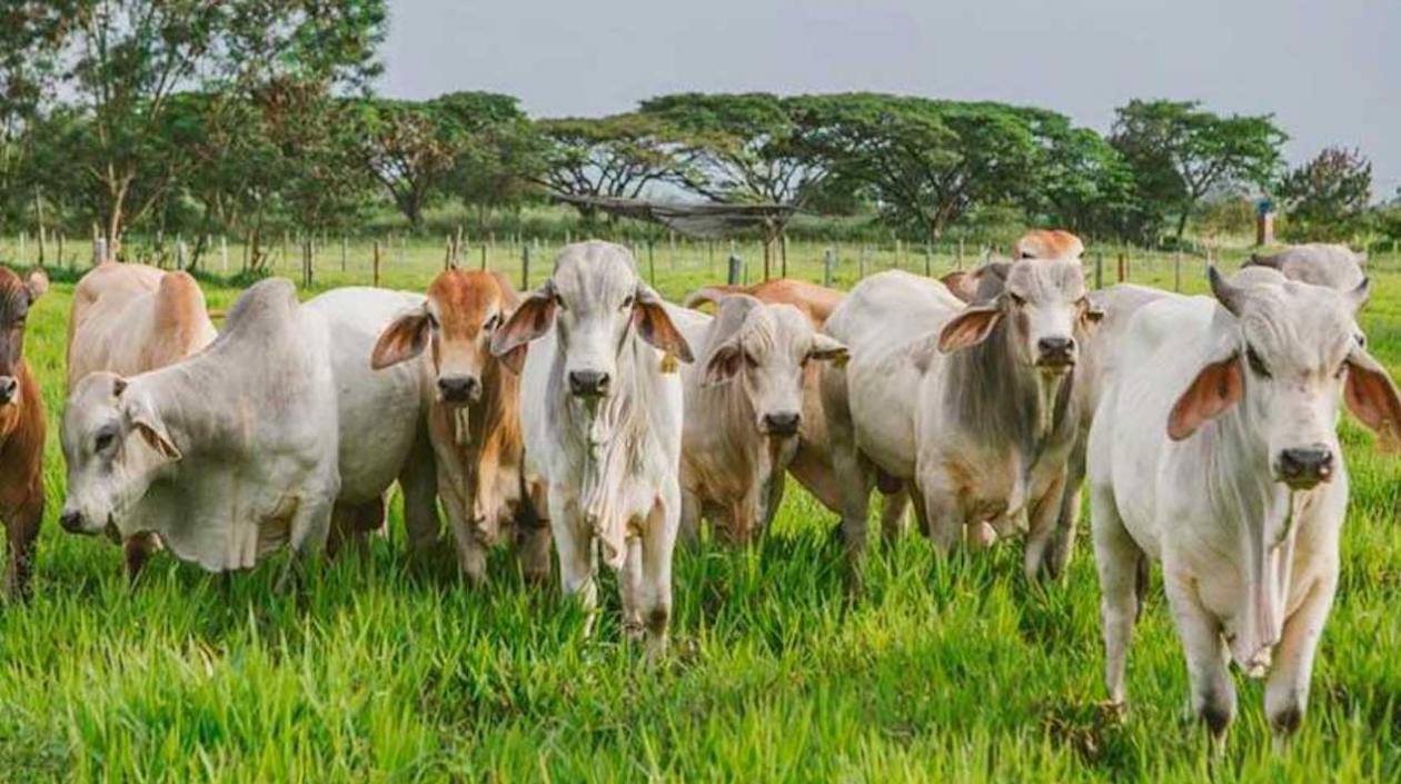 Las carnes de bovino cruda y congelada presentaron los mayores incrementos.