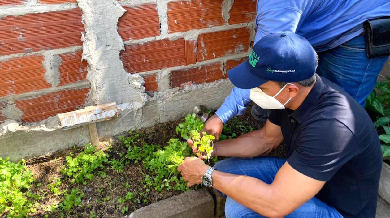 El Director de Barranquilla Verde, Henry Cáceres, durante la recolección de la cosecha.