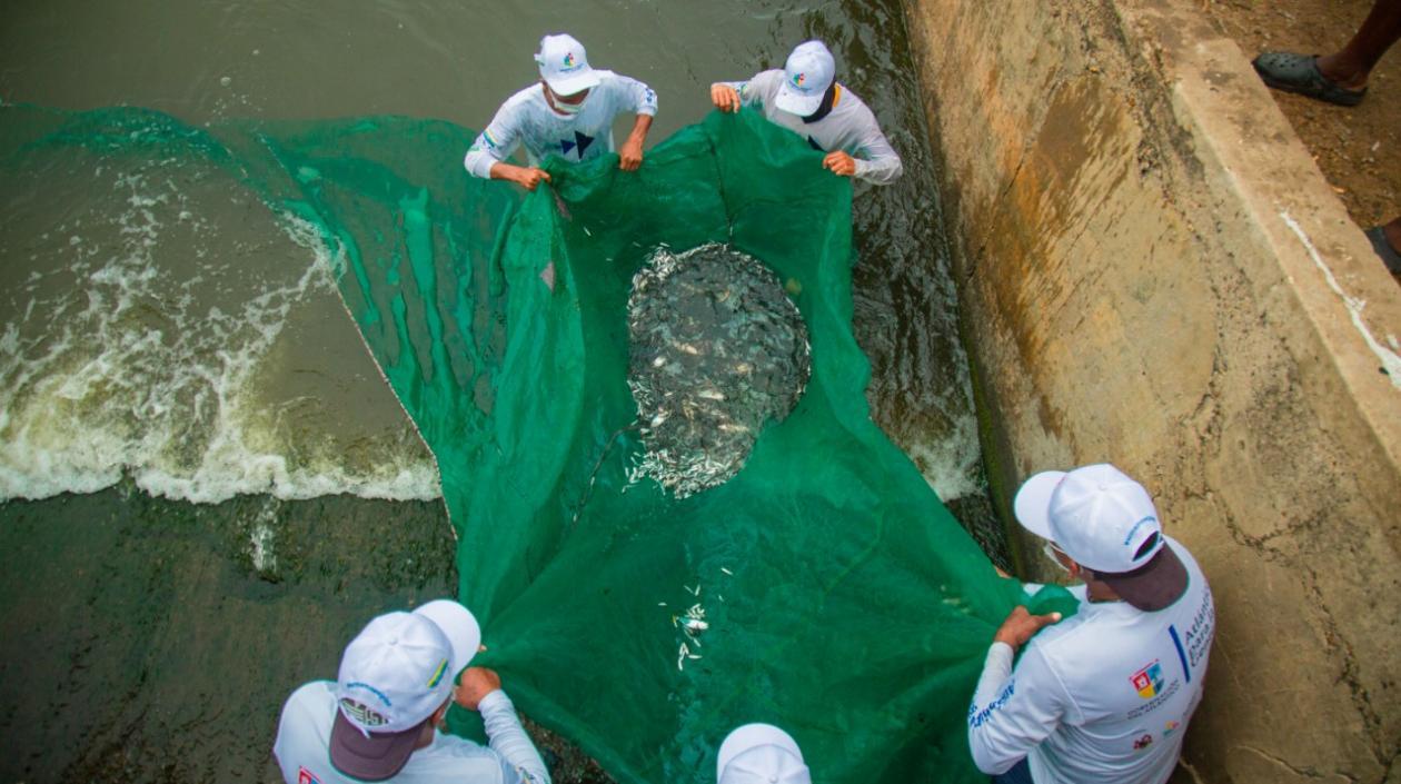 Actividades dentro del 'Plan Pescao'.