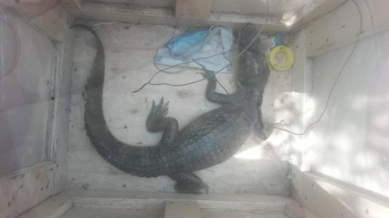 La babilla fue encerrada en una caja de madera para evitar un ataque. 