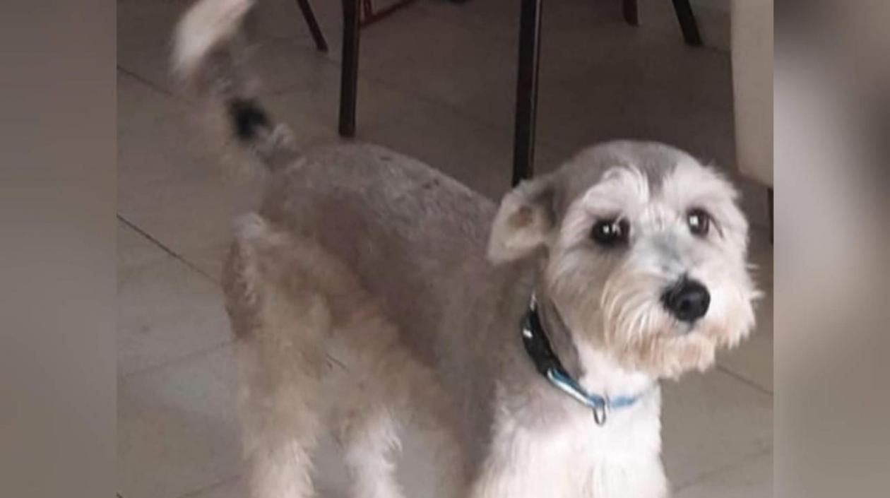 'Spike', mascota extraviada.