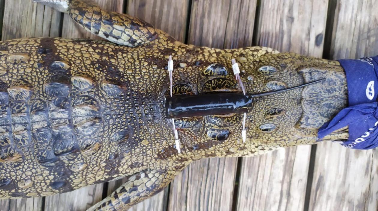 Caimán Aguja con monitores instalados en el Paruque Tayrona.