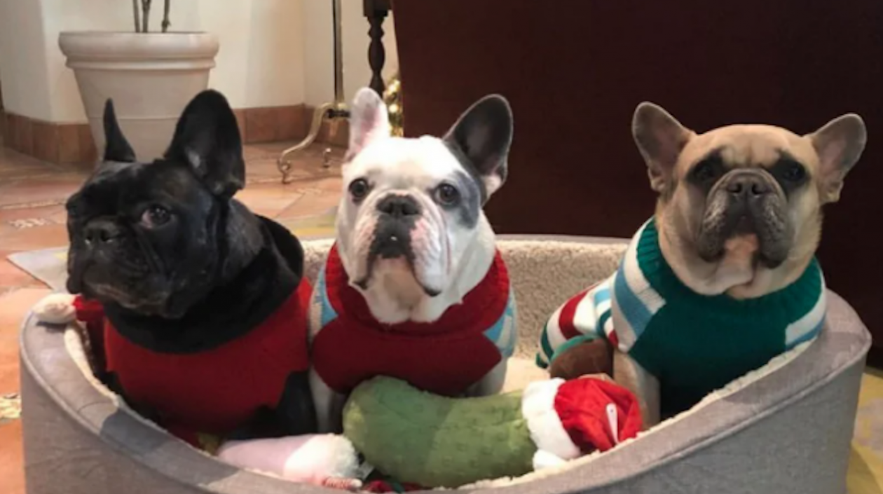 Dos de estos perros fueron robados y devueltos, posteriormente.