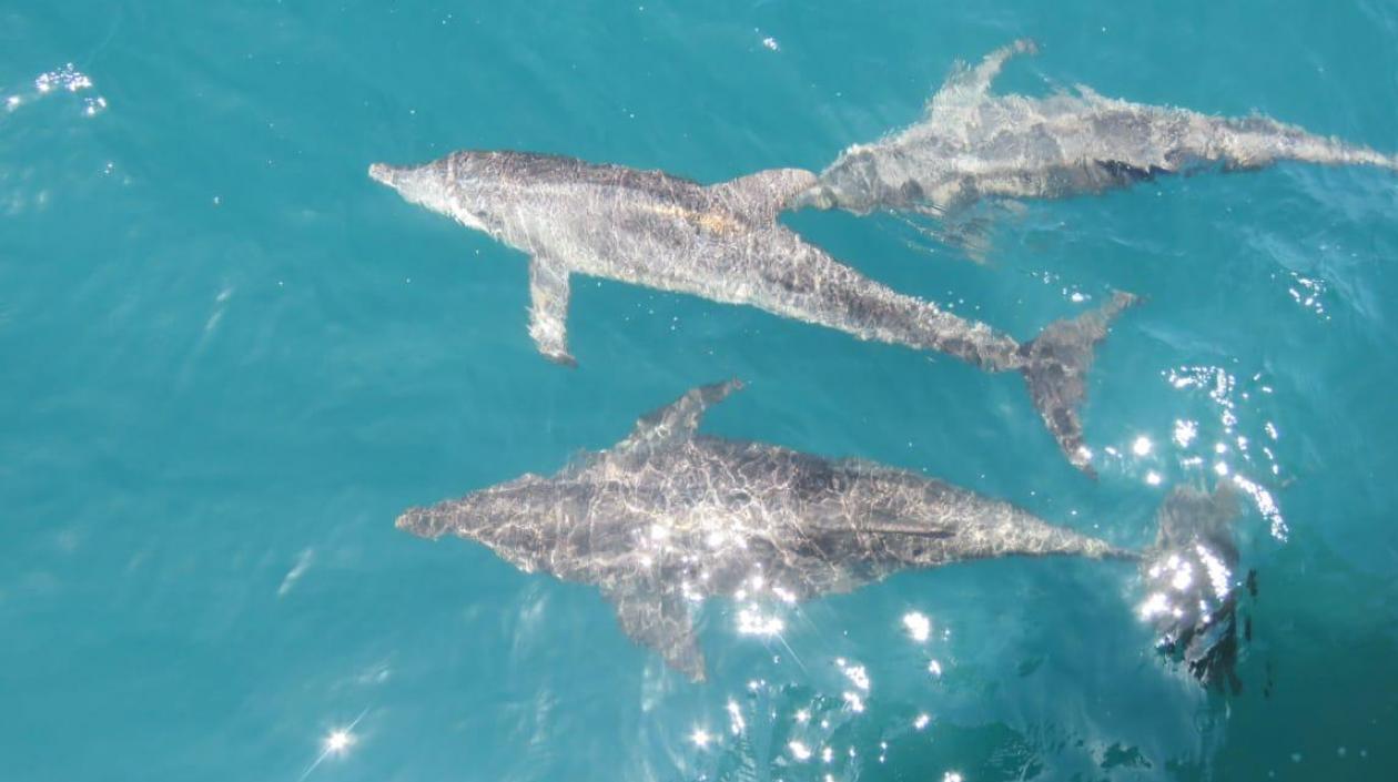 Imagen de los delfines.