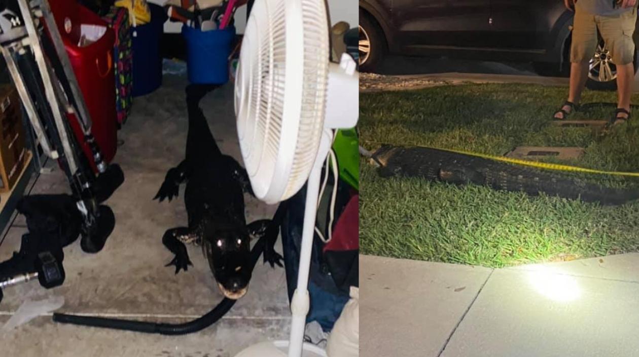 En la foto se observa el caimán que apareció en un garaje de Florida.