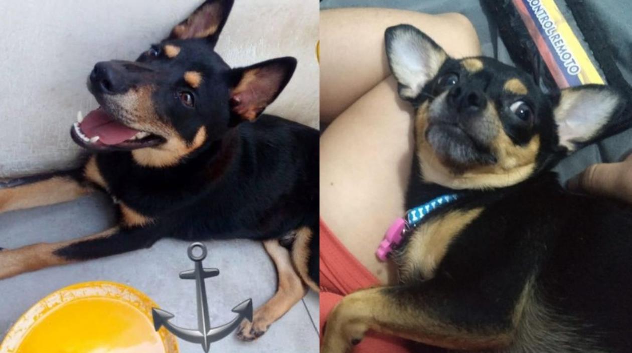 'Jake' (lado izquierdo) desaparecido en el barrio Santa Helena y la otra perrita extraviada en el barrio El Manantial de Soledad.