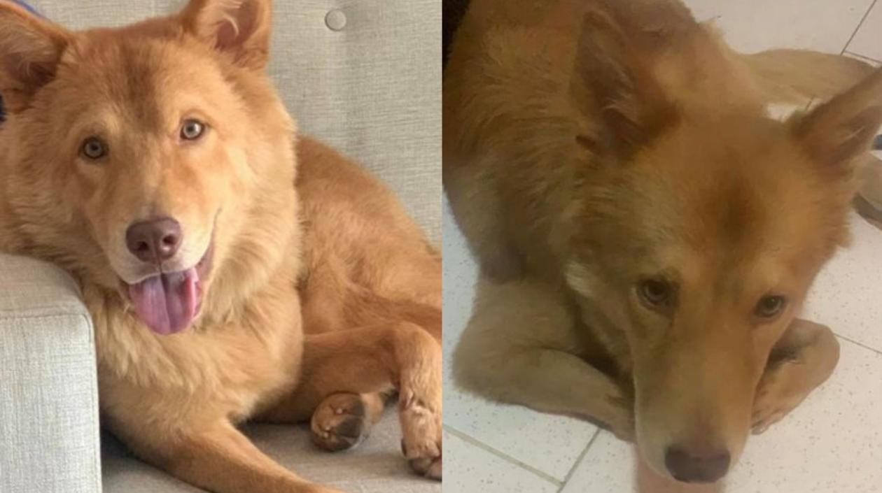 Dos fotos de 'Chase', la mascota extraviada en el barrio El Manantial de Soledad.