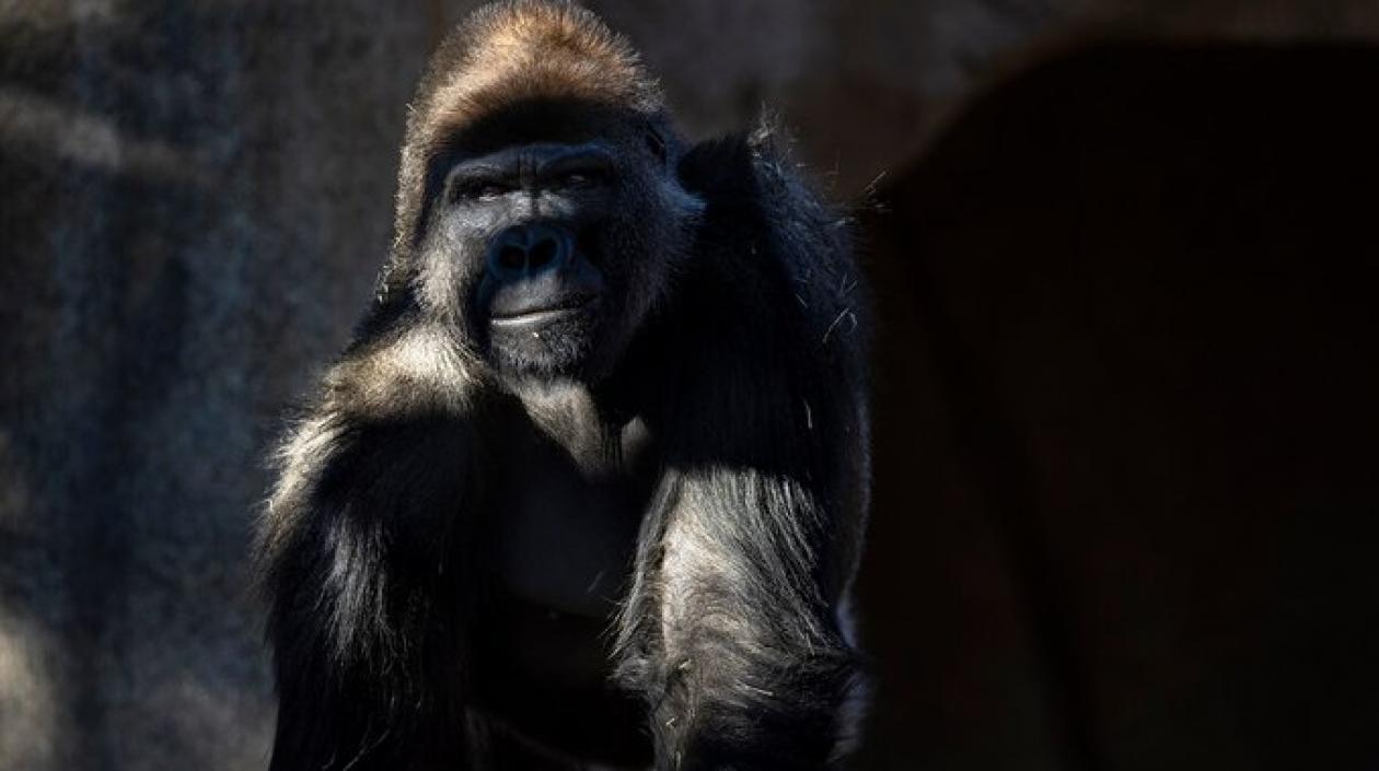 Grandes simios recibieron una vacuna contra el Covid-19.