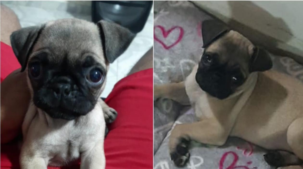 Esta es la cachorro pug desaparecida en el barrio Simón Bolívar.