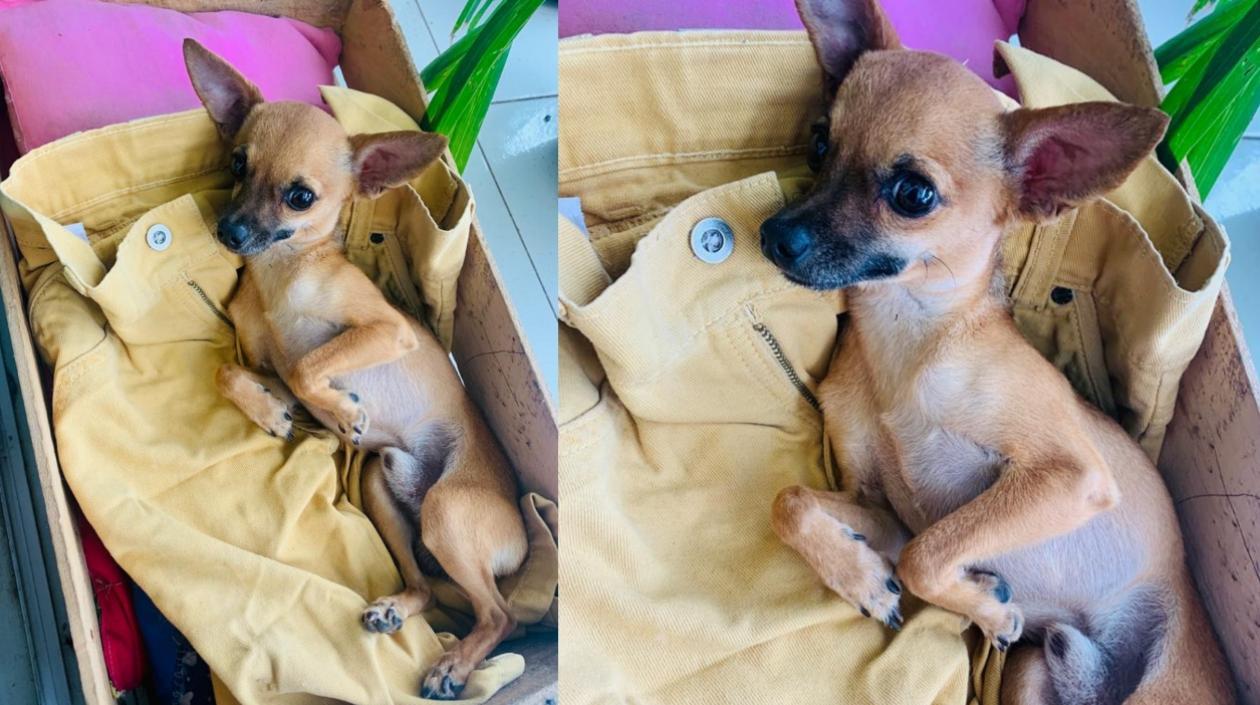 'Pool', el perrito robado. 