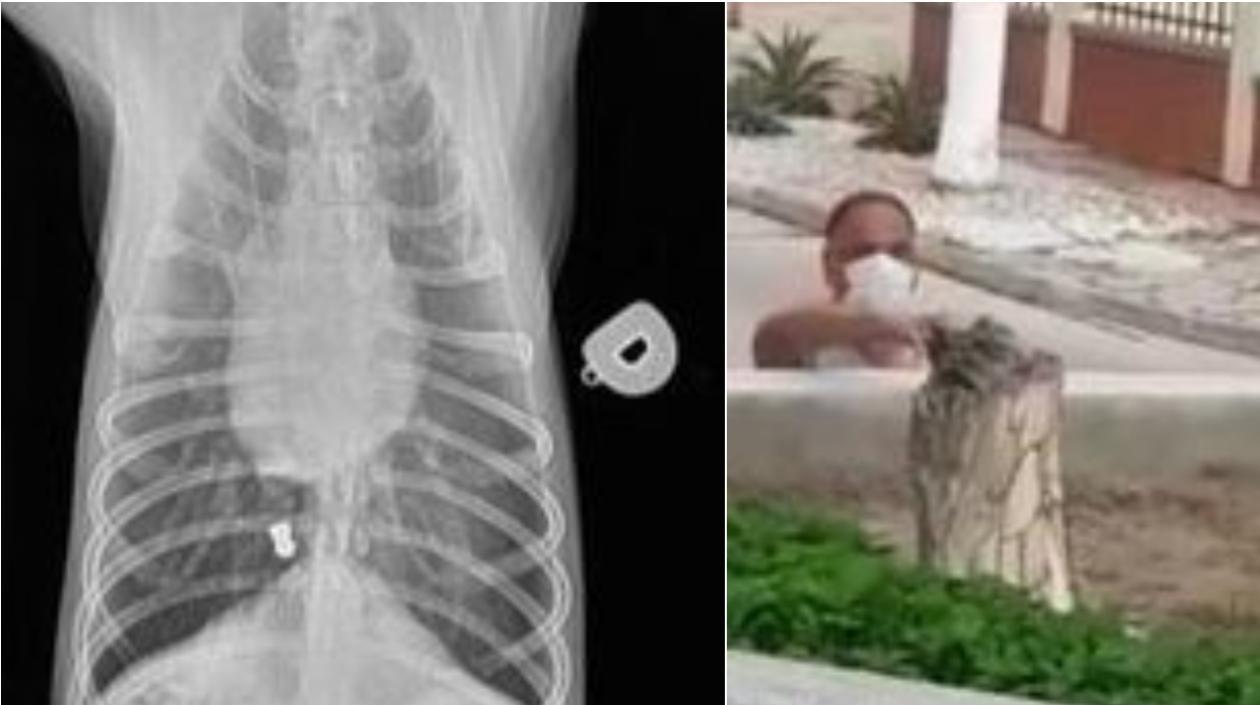 Imagen de la radiografía de la veterinaria donde fue atendido el caso. En la otra foto el infractor.