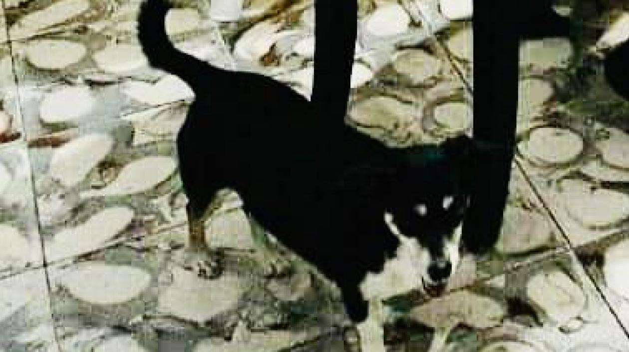 La perrita 'Estrellita'.