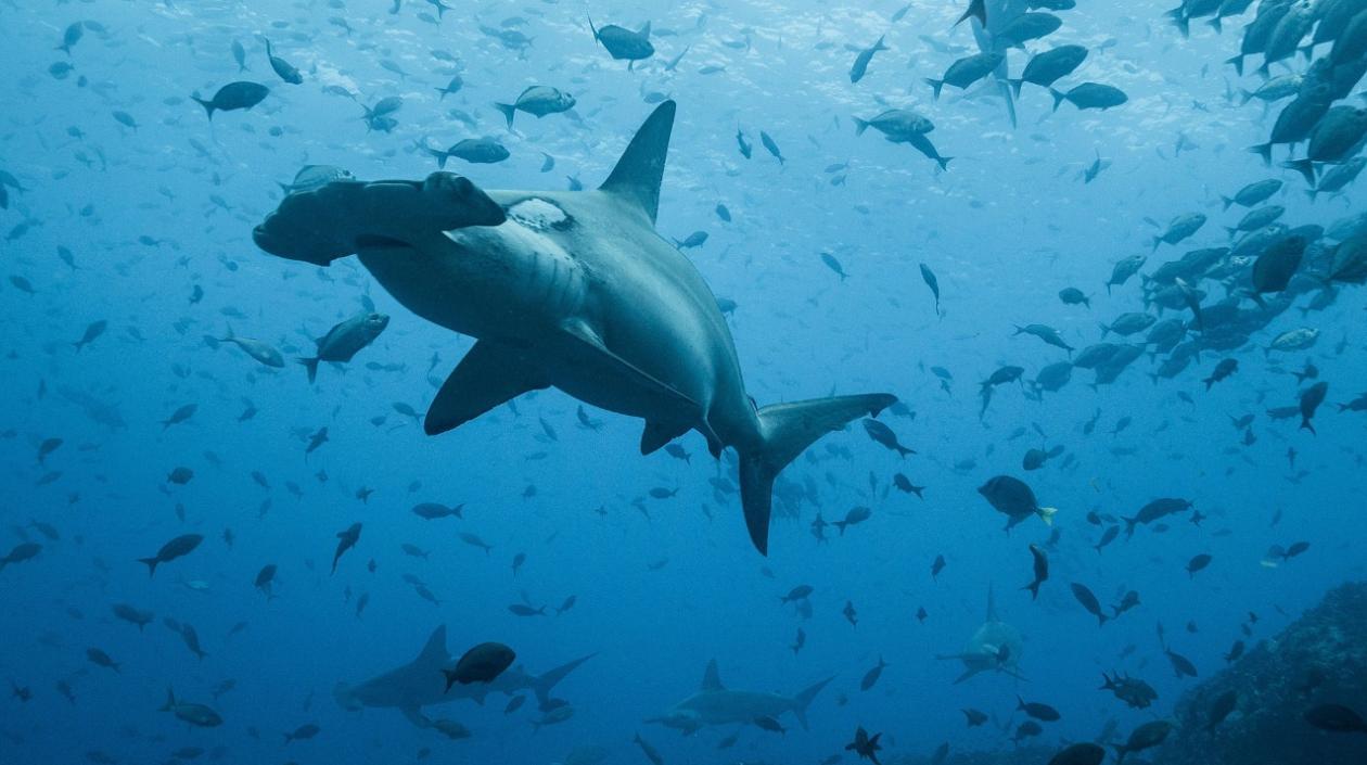 Tiburón martillo. 