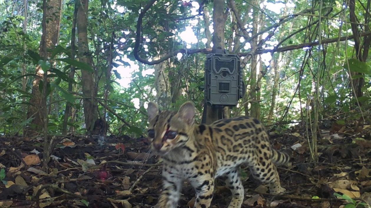 Cámara trampa en el Santuario de Flora y Fauna Los Colorados.