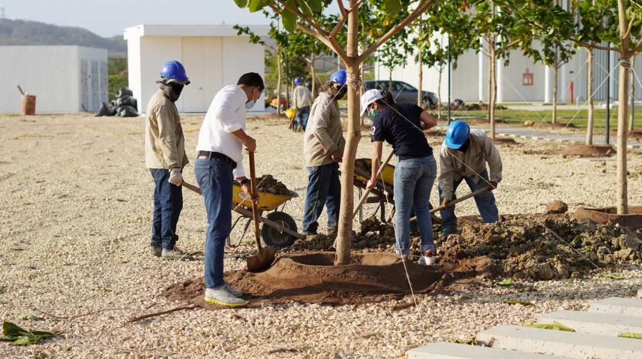 El secretario de Deportes, Gabriel Berdugo, y la gerente de Siembra Barranquilla, Katia Navarro ayudan a la siembra de los arboles. 