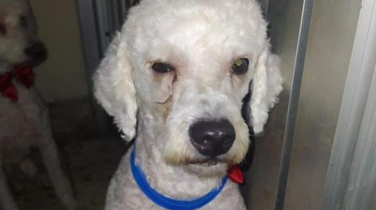 'Dante' se extravió en Sabanalarga.