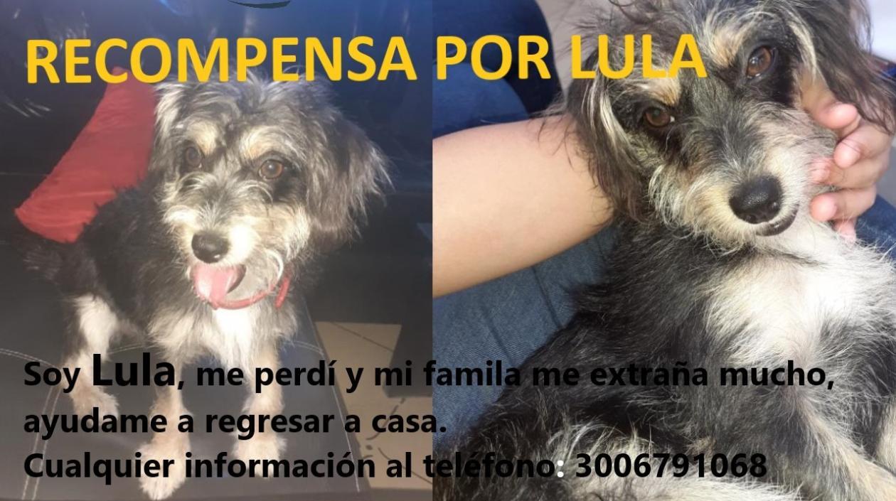 Esta es la mascota 'Lula', que se extravió en el barrio Juan Domínguez Romero de Soledad.