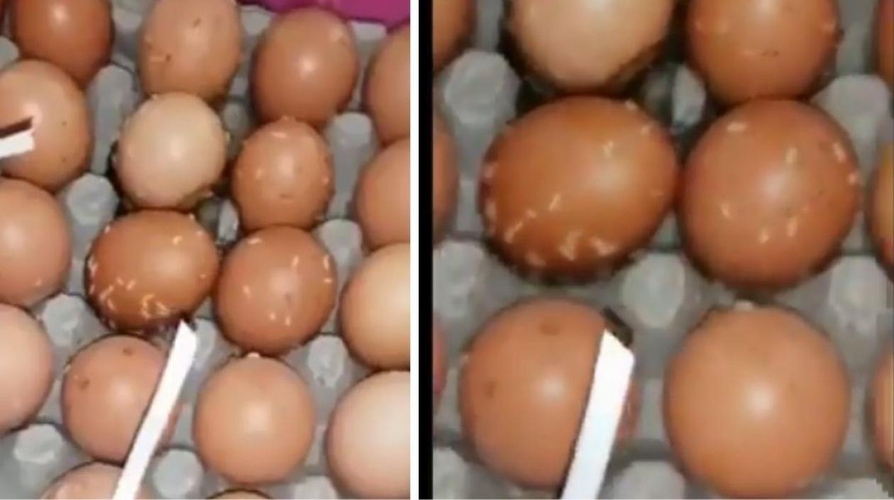 Así recibieron los huevos.