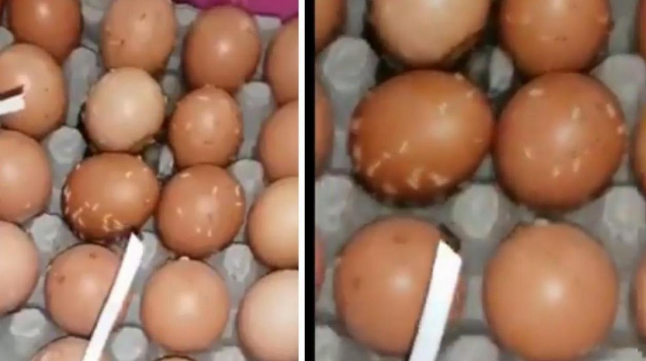 Los huevos con los gusanos.